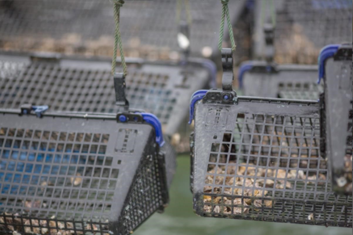 live oysters in cages