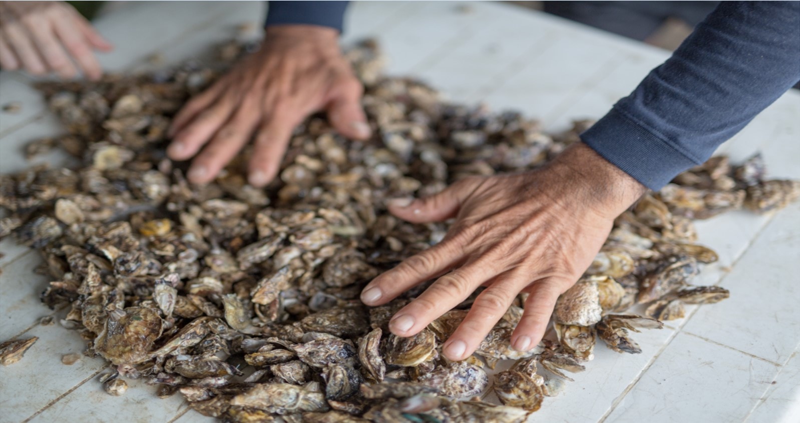 Baby oysters on oyster farm Singapore